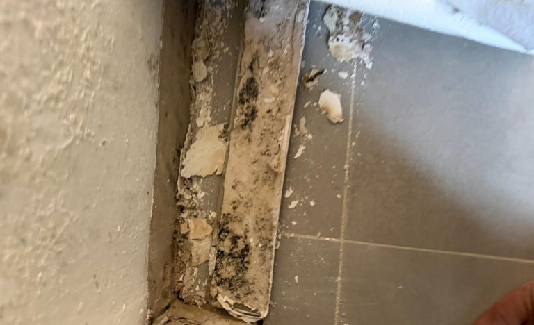 Schimmel hinter der geöffneten Wand Sichtbarer Schimmelbefall hinter einer geöffneten Wand nach einem Wasserschaden